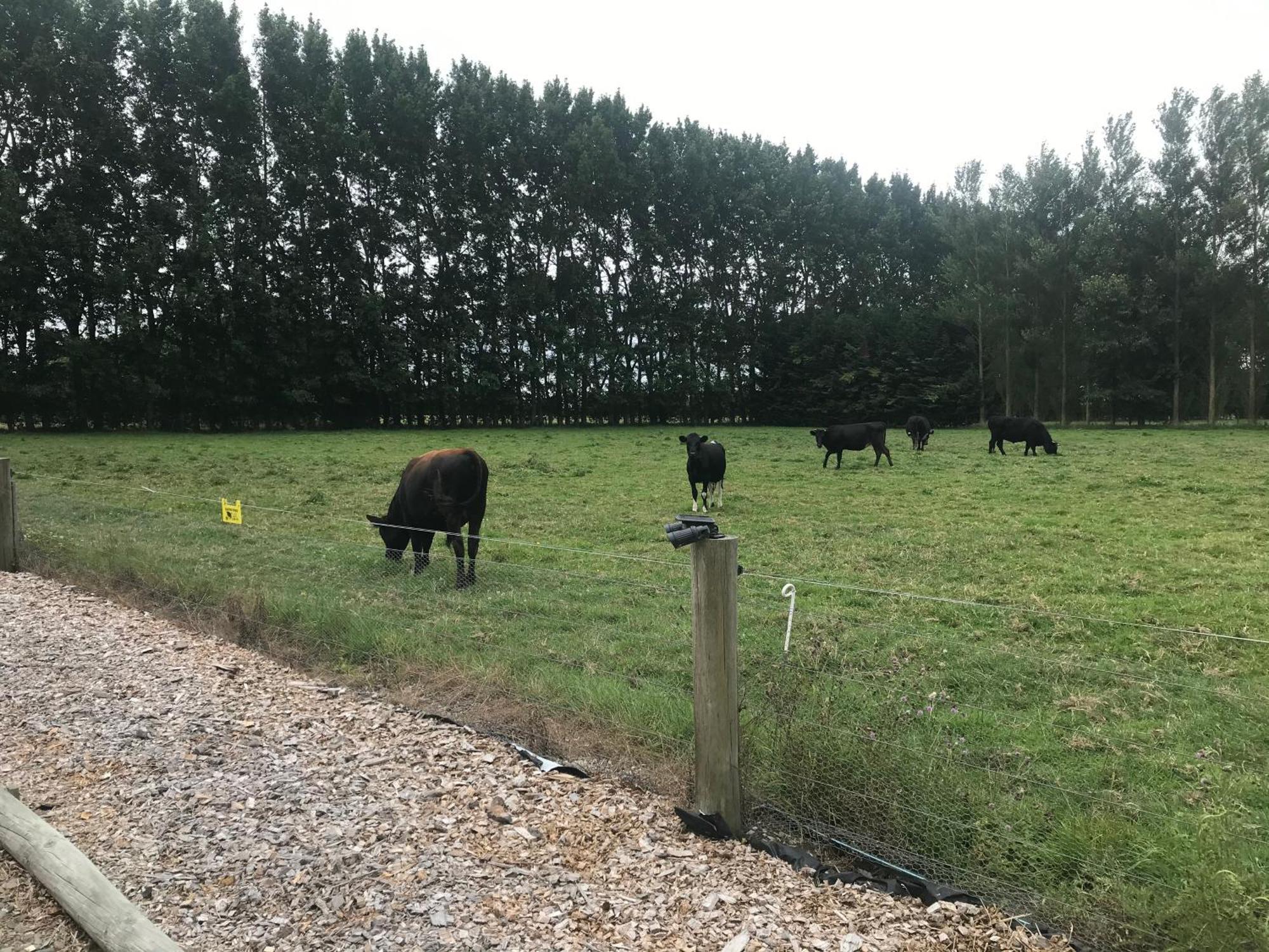 Brookside Country Escape 40 Minutes To Chc Airport Hotel Leeston Bagian luar foto